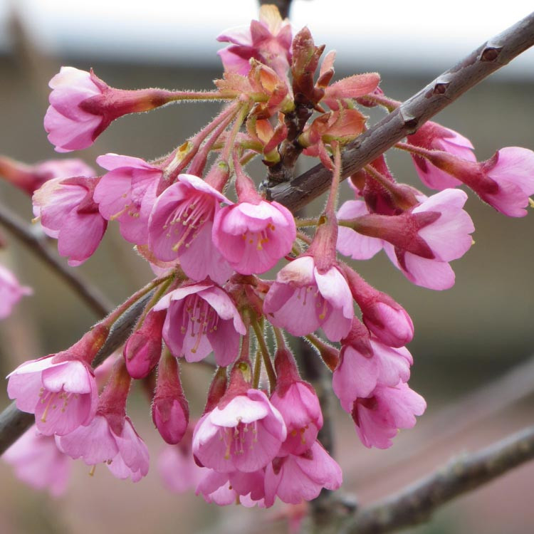 Prunus Kursar Flowering Cherry 